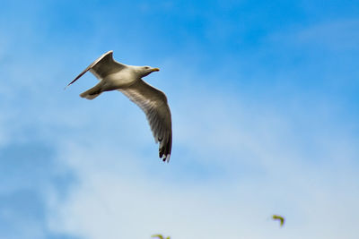 Low angle view of seagull flying in sky