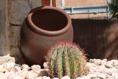 Close-up of succulent plant in pot