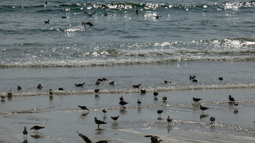 Flock of seagulls on beach