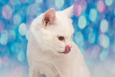 Close-up of a cat looking away