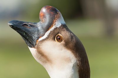 Close-up of bird