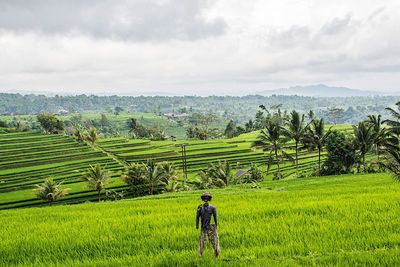 Rear view of person in agricultural field against sky