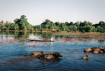 View of ducks swimming in lake