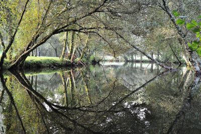 Scenic view of lake in forest