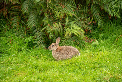 Rabbit on field in the scotthish highlands