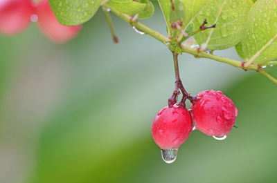 Close-up of wet red berries growing on plant