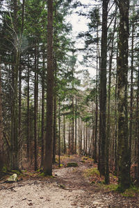 Trees in forest