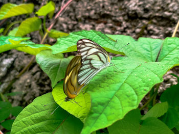 High angle view of butterfly on leaf