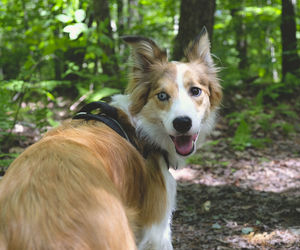 Portrait of dog on field