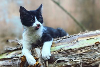 Close-up portrait of cat