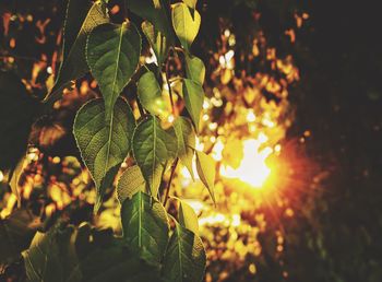 Low angle view of sunlight streaming through tree