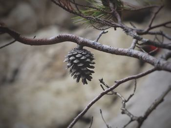 Close-up of fresh plant