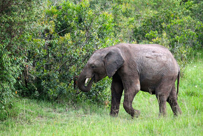 Side view of elephant on field