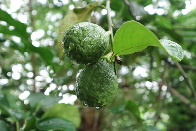 Close-up of fruit growing on tree