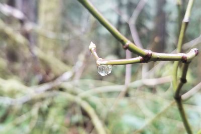 Close-up of water drops on plant during winter