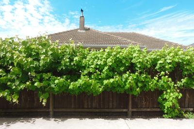 Plants and trees by building against sky