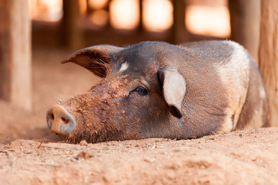 Domestic pig in the village