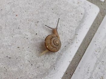 Close-up of snail