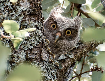 Adolescent eastern screech owl in a tress