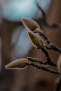 Close-up of dry leaf on twig