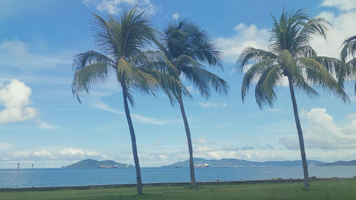 Palm trees on beach against sky