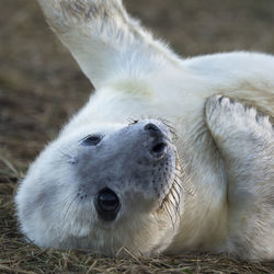 Close-up of white lying down