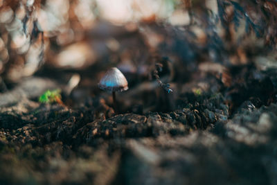 Close-up of mushroom growing on field