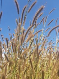 Close-up of stalks in field against clear sky