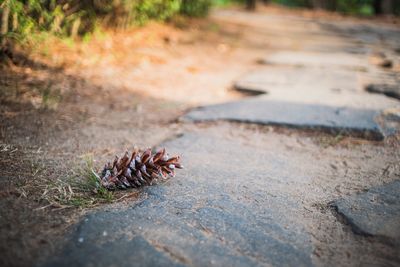 High angle view of fallen pine cone on footpath