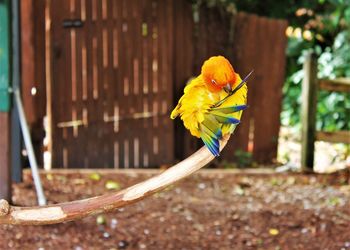 Close-up of parrot perching on branch
