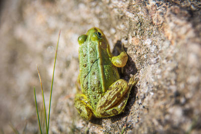 A beautiful common green water frog enjoying sunbathing in a natural habitat at the forest pond. 