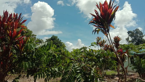 Low angle view of flowering plants against sky