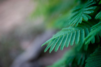 Close-up of fern leaves