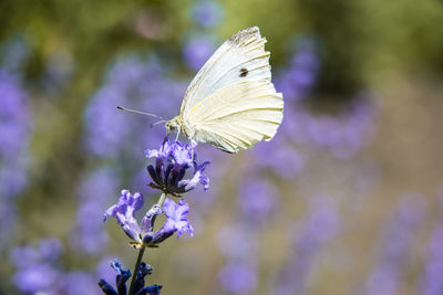 Close-up of butterfly pollinating on purple flower