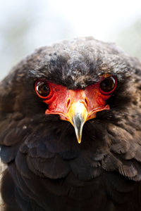 Close-up portrait of eagle