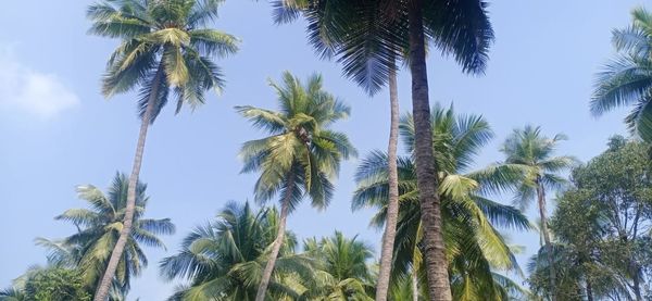 Low angle view of coconut palm trees against sky