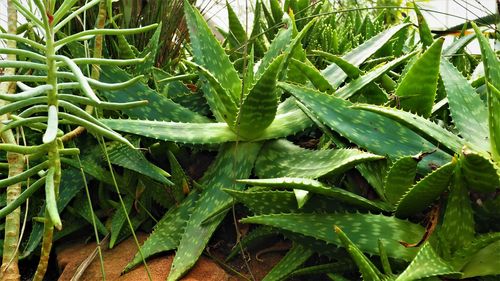 High angle view of succulent plant on field