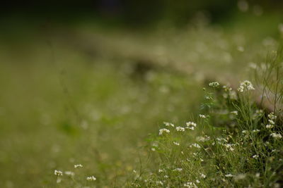 Close-up of small plant growing on field