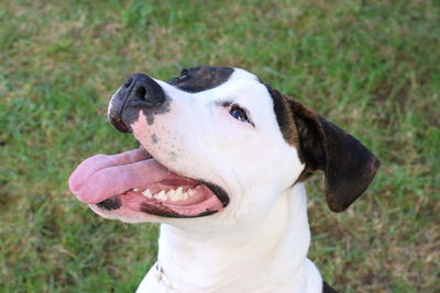 Close-up of a dog. american stafford