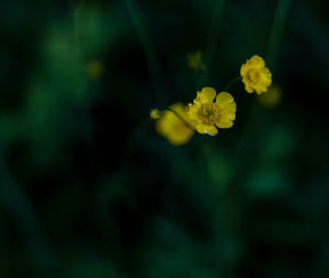 Close-up of yellow flower