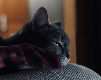 Close-up of black cat resting at home