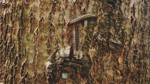 Close-up of insect on tree trunk