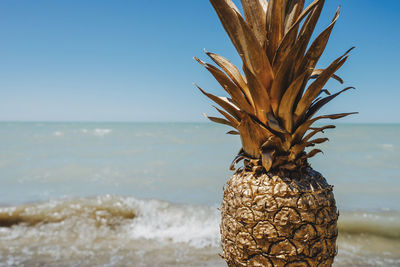 Close-up of coconut palm tree on beach against sky