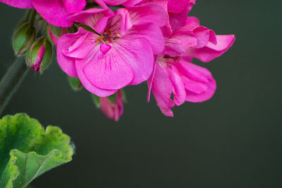 Close-up of pink flowers blooming outdoors