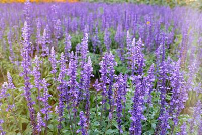 Close-up of purple flowering plants in field