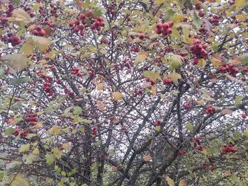 Low angle view of flowers on tree