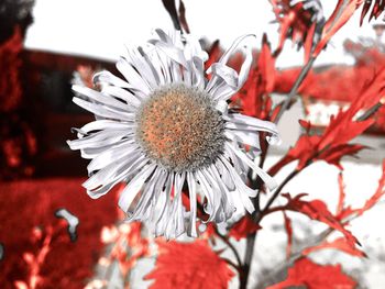 Close-up of red flowering plant