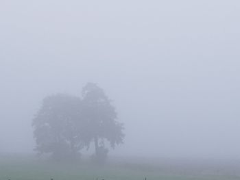 Trees on field against sky