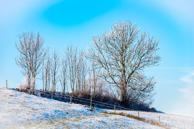 Bare trees on snow covered landscape against blue sky