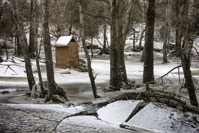 Bare trees in snow during winter